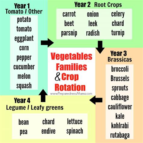 Vegetable Families and Crop Rotation | PreparednessMama