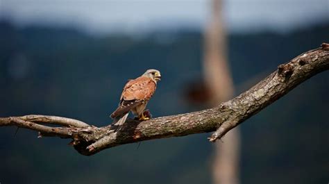 Premium Photo | Male kestrel hunting around the farm