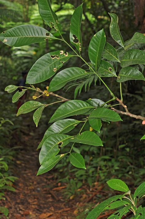 Sapindaceae plant3 (Sapindaceae) image 79772 at PhytoImages.siu.edu