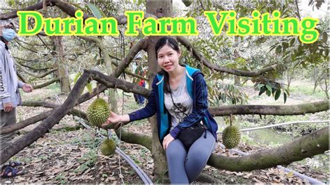 Durian Farm Visiting - YouTube