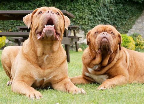 Dogue de Bordeaux - Training in black and white | Dogue de bordeaux, Bordeaux, Black and white