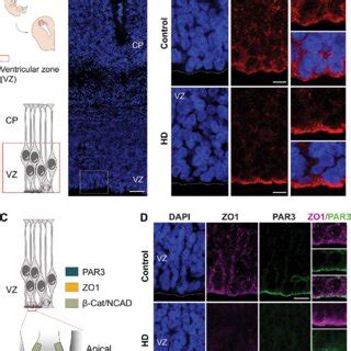 Cortical development. (A) The cortical layers are established in an... | Download Scientific Diagram