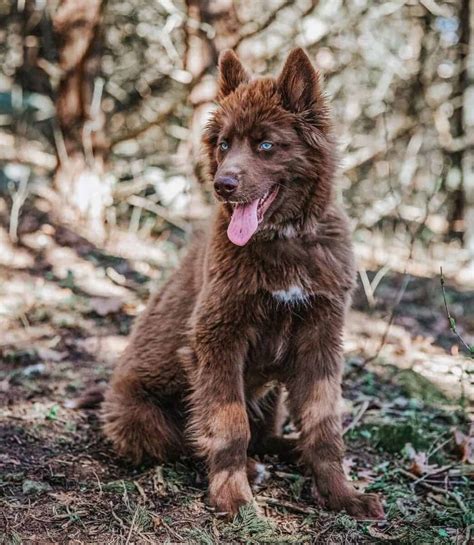 Brown Husky: What Makes This Siberian Husky Color So Unique