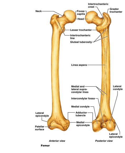 Femur