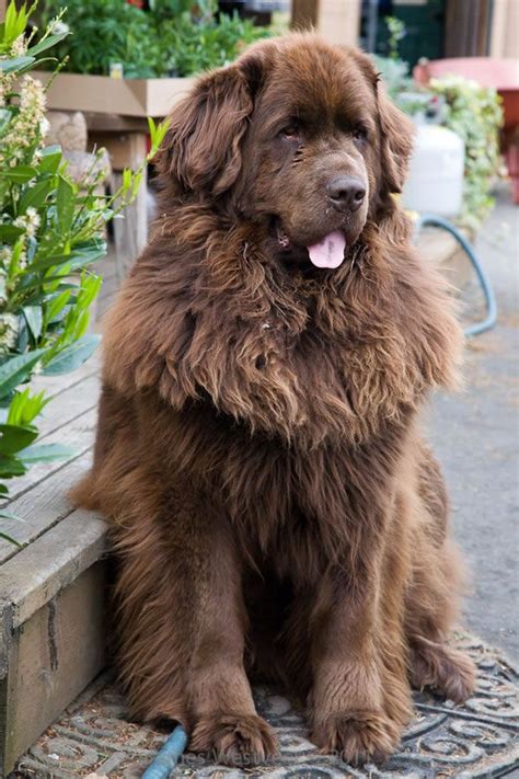 Favorite breed of dog. A true gentle giant. This is Bellatrix, whose life was chronicled in ...