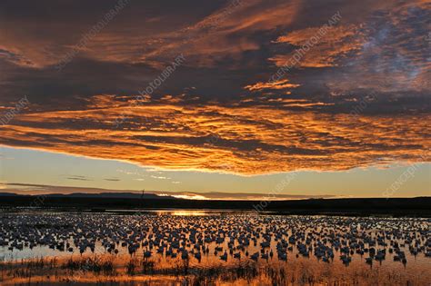 Flock of snow geese - Stock Image - Z828/0226 - Science Photo Library