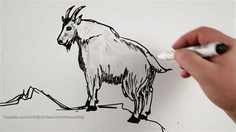 🐐 How To Draw Rocky Mountain Goat on a Whiteboard - YouTube