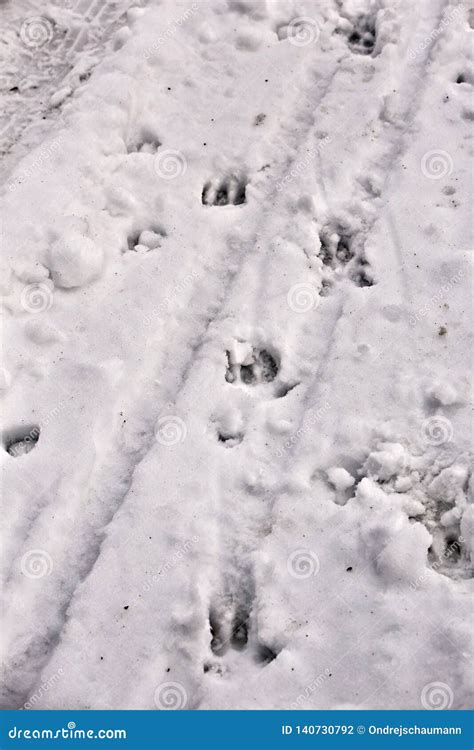 Boar Footprints in the Snow Stock Photo - Image of closeup, surface ...