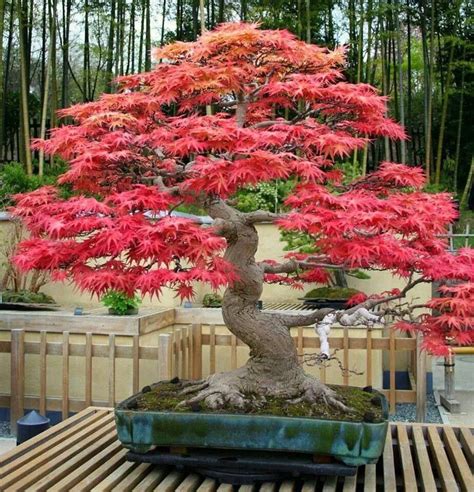 Buy ACER rubrum - Red maple (Bonsai) | Australian Seed