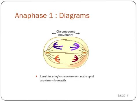 Which Diagram Represents Anaphase I Of Meiosis?