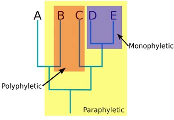 Paraphyletic Group vs. Polyphyletic Group | Overview & Examples ...