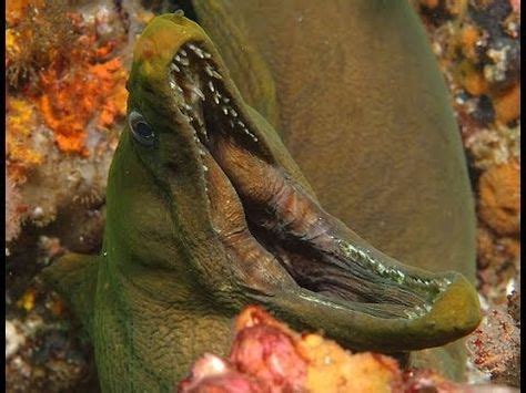 Moray Eel, Attack Bites Scuba Diver's Thumb Off | 2 Dark waters | Ocean creatures, Water animals ...