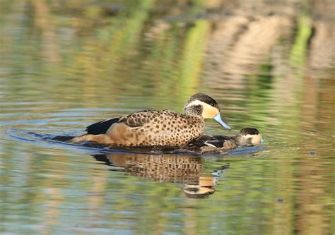 Definitive Guide To Hottentot Teal Facts, Habitat, Conservation Status, Zoo Populations ...