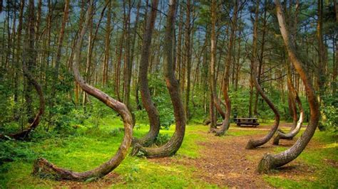 La foresta Hoia Baciu: il mistero degli alberi di questa foresta - Il giornale delle ragazze