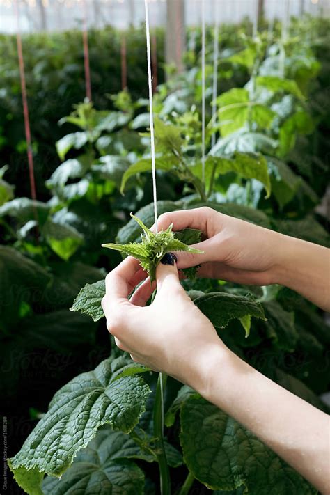 "Growing Cucumbers Vertically" by Stocksy Contributor "Clique Images" - Stocksy