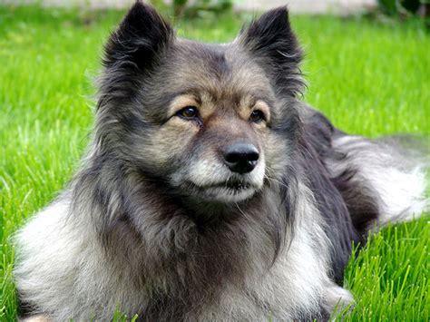 Everything about your Keeshond - Luv My Dogs