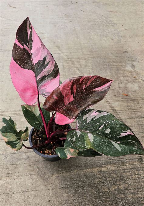 Philodendron Pink Princess Marble King 6" - BOTGarden