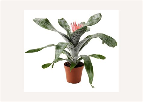 20 Best IKEA Indoor Plants | OBLIQUE NEW YORK