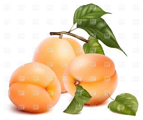 Apricot Clipart | Free download on ClipArtMag