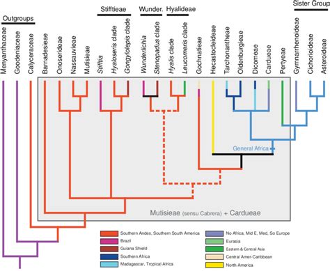 1. A section of the Compositae phylogeny that highlights the basal... | Download Scientific Diagram