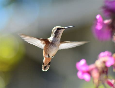 The Ultimate Guide to Hummingbird Feeding – Chirp Nature Center