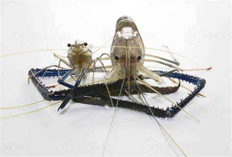 Giant Freshwater Prawn 13086499 Stock Photo at Vecteezy