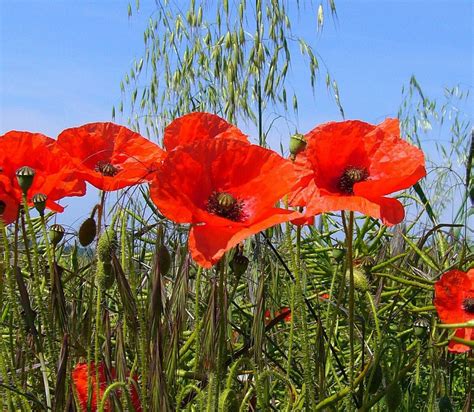 Papaver rhoeas 'Flanders Poppy' - SeedScape