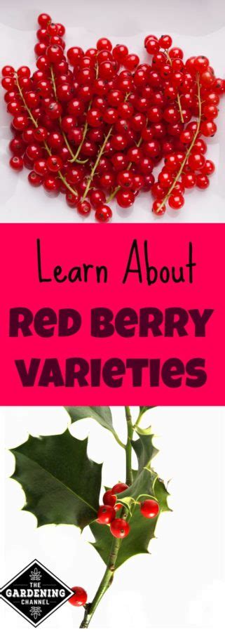 Types of Red Berries - Gardening Channel