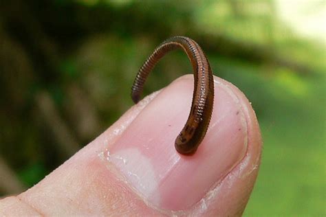 The bloodthirsty land leeches of Asia | Earth Archives