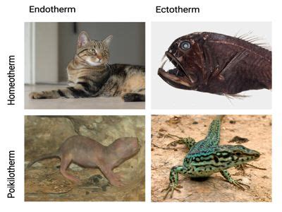 Difference between Homeothermic and Poikilothermic Animal - QS Study