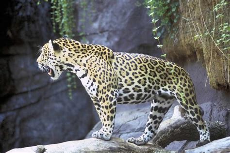 Free picture: jaguar, animal, panthera, onca