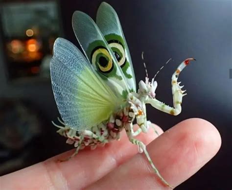 Top 17 Most Beautiful and Most Amazing Insects and Bugs in the World ...