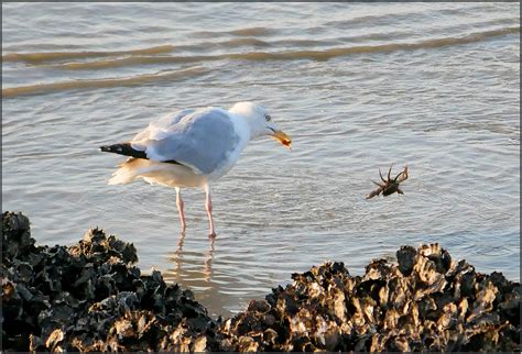 Narrow escape SF | BirdForum