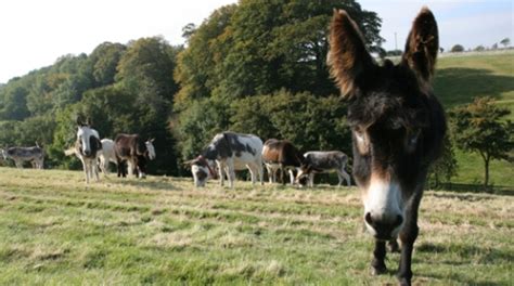 Family days out at The Donkey Sanctuary | VisitEngland