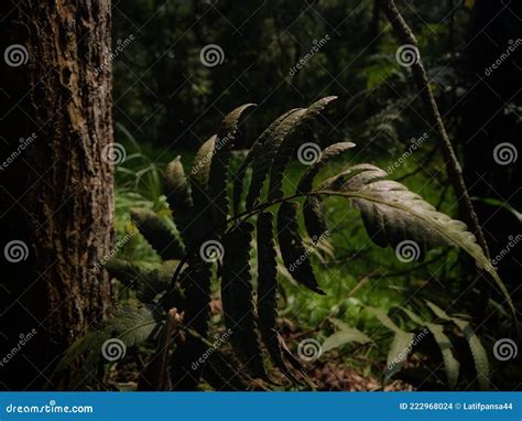 Fern plant wallpapers stock photo. Image of ferns, sexual - 222968024