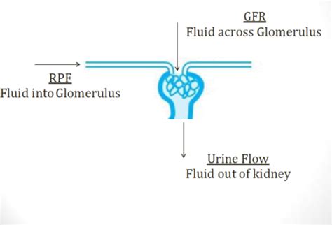 Renal Physiology II Flashcards | Quizlet