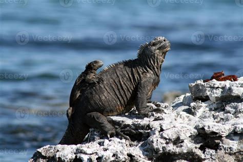 Marine Iguana with a baby 803084 Stock Photo at Vecteezy