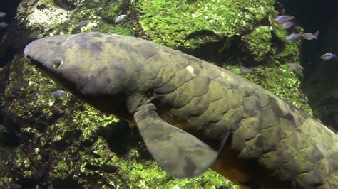 Big Australian Lungfish Lungenfisch Living Fossil - YouTube