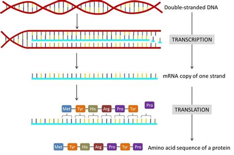 Chapter 16. The Central Dogma: Genes to Traits – Introduction to Molecular and Cell Biology