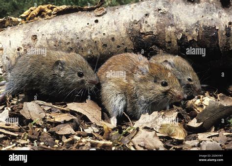 Myodes glareolus, woodland vole, woodland voles, bank vole ...