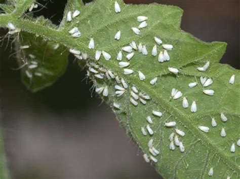 Bad bugs: Get these out of your garden | Home & Garden | daily-journal.com