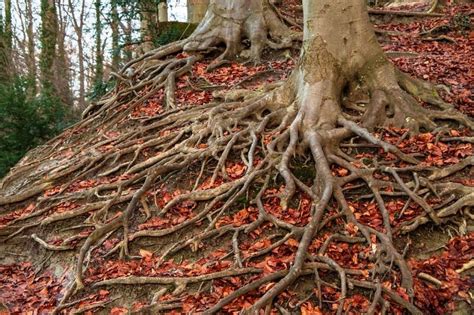 Tree Root System Types