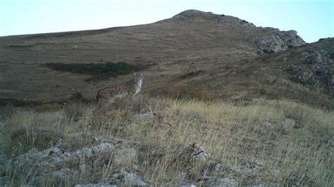 Spot the Ultra-Rare Caucasian Leopard in Armenia’s Caucasus Wildlife Refuge - Art-A-Tsolum