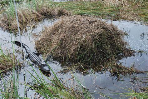 Alligator eggs are on the auction block for Louisiana in April ...