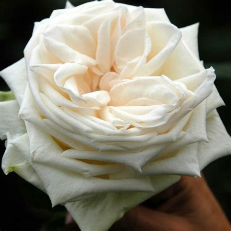 White O'Hara Roses - Garden Roses Direct