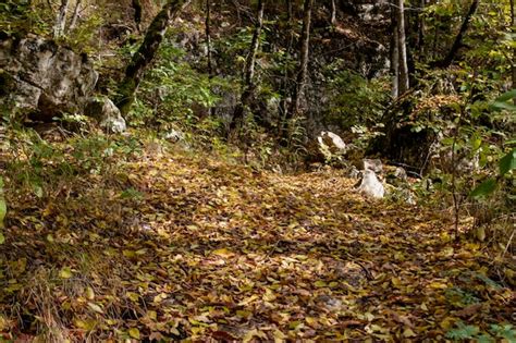 Premium Photo | Forest path and autumn leaves