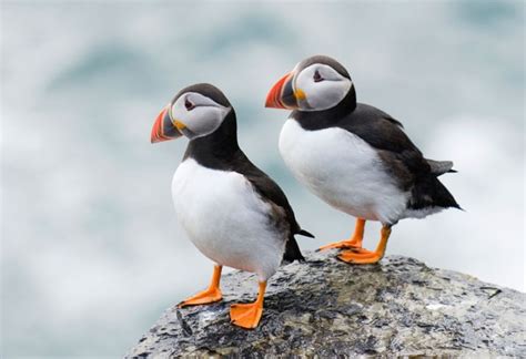 Papa Westray - Visit Orkney - Information on the Orkney Islands and places of interest | Puffins ...