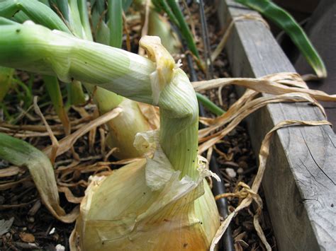 Harvesting Onions - Gardenerd