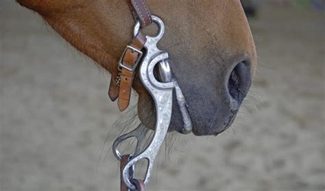 Horse Bits Explained – All You Need To Know About Bits & Mouthpieces ...