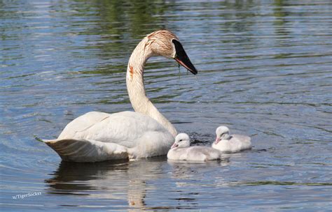 A swan with her babies : r/wildlifephotography